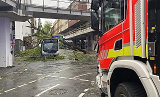 Gleich zwei Bäume haben in der Marienstraße einen Bus des Padersprinters unter sich begraben. - Marc Schröder