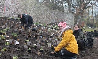 Entlang der Stadtmauer wird ein riesiges Beet mit Stauden, Gräsern und Farnen angelegt. Hier sind Leif Albrand (v. l.), Alika Junge und Laura Werthenbach von der Firma Gartenlandschaftsbau Schröder aus Lage bei der Arbeit. - LGS 2023 Höxter