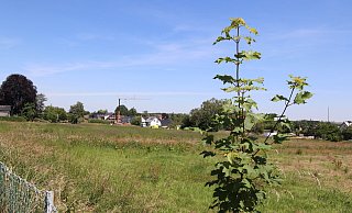 Zwischen Bahn und Berg soll am Alten Kirchweg ein Neubaugebiet entstehen. - Susanne Barth