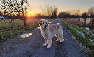 Mit der goldenen Sonne im Hintergrund: Golden Retriever Kuno. - privat