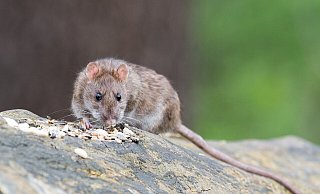 Ratten können Krankheiten übertragen. Wer ein paar Hinweise beachtet und beispielsweise das Vogelfutter richtig auslegt, kann sie sich vom Leib halten. - (Symbolbild): Pixabay
