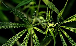 Der Angeklagte soll mit zwei Mittätern in Preußisch Oldendorf eine Marihuana-Plantage betrieben haben. - Pixabay/Sudheir Kumar