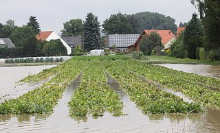 Im Jahr 2014 standen nach Starkregen die Felder der Biogärtnerei Ulenburg unter Wasser. - Copyright (c) 2014 by Ulf Hanke. All rights reserved.