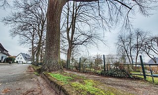 Die Linden in erster Reihe am Gehweg sollen entfernt werden. - Gerald Dunkel