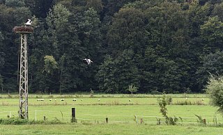 Einen Ruheplatz nahe des Nestes nutzen viele der Störche. - Privat