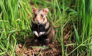 Ein Feldhamster sitzt auf einem Feld im Gras. Im Kreis Euskirchen sind rund ein Dutzend nachgezüchtete Feldhamster ausgewildert worden. - dpa