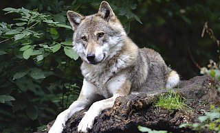 War es ein Wolf? - Pixabay (Symbolbild)