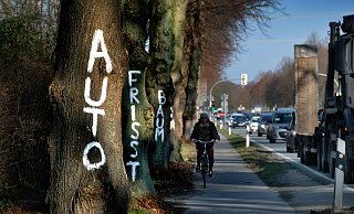 Stehen wieder zur Disposition: Sollte der Radschnellweg Ostwestfalen direkt entlang der B 61 führen, wäre das das Todesurteil für etliche Bäume.