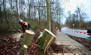 An der Dornberger Straße in Bielefeld werden zwei schiefe Bäume nach der Sturmnacht entfernt. - Sarah Jonek