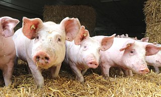 Schweinezüchter und Mastbetrieben soll rund drei Millionen Euro Steuern hinterzogen haben. Foto: Andreas Sundermeier - Andreas Sundermeier