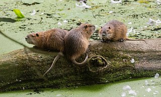 Nutria graben sich unter anderem durch Deiche und machen sie dadurch teilweise instabil. - Julian Stratenschulte