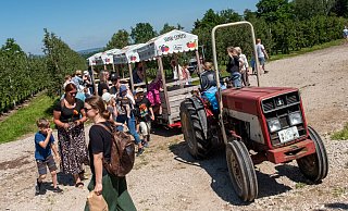 Die Obsthof-Safaris im Trekker-Anhänger sind ein Publikumsmagnet bei den Festen auf dem Obsthof Otte. Beim Obstblütenfest im Mai sind die Wartezeiten deutlich kürzer als beim Apfeltag. - Ralf Bittner