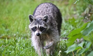 Immer mehr Waschbären sind auch in Bielefelder Gärten unterwegs. - Patrick Pleul
