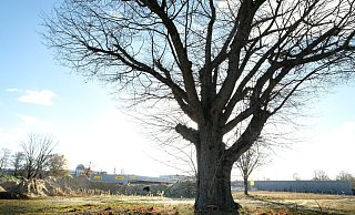 Imposant: Eine Roteiche steht auf der Brache, wo ein Joint Venture eine große Industriehalle in Gütersloh errichten will. Im Hintergrund: das neue DHL-Logistikzentrum.