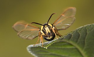 Der „Hochstapler", der Hornissen-Glasflügler, erreicht Flügelspannweiten von 30 bis 45 Millimetern.  - Ingo Arndt