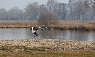 Die Wege am Naturschutzgebiet Steinhorster Becken sind durch das derzeitige Hochwasser teilweise überflutet. (Themenbild) - Jens Reddeker