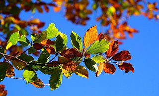 Ab Dienstag wird es wieder sonnig in OWL. - Pixabay