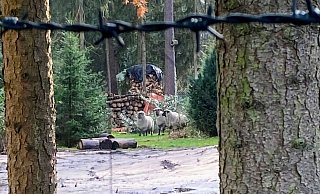 Dieses Handyfoto zeigt die verirrten Schafe im Garten. - Polizei