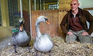 Das Schwanenpaar mit in seinem Übergangsquartier in Olderdissen mit Tierpfleger Markus Hinker. - Sarah Jonek Fotografie