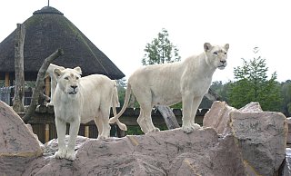 Die weißen Raubkatzen zählen im Safariland zu den größten Attraktionen. - PR