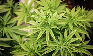 In einem Reihenhaus in Preußisch Oldendorf hatte der Angeklagte eine professionelle Marihuana-Plantage eingerichtet. (Symbolbild) - Christian Charisius