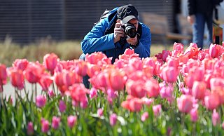 Ein Mann fotografiert ein Tulpenbeet auf einer Landesgartenschau. Ob die Großveranstaltung 2029 auch in Verl stattfinden wird, ist unklar. Die Planer halten sie zumindest für machbar. - dpa