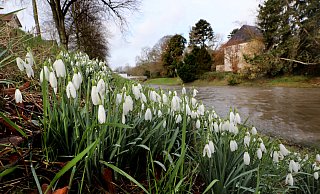 Ganze Schneeglöckchenfelder sind Blickfang an der Böschung des Werreufers am Lübbertorwall. - Frank-Michael Kiel-Steinkamp