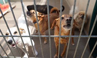 In einem Brakeler Ortsteil wurden zwei Dutzend Hunde durch das Kreisveterinäramt beschlagnahmt. - Symbolbild: Marcus Brandt/dpa