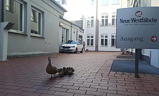 Ungewöhnlicher Besuch bei der NW in der Bielefelder City: Diese Entenfamilie war in den Innenhof gestürzt. - Sven Hauhart