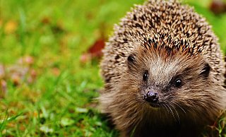 Mit Igeldame Joy sollen Kinder in Herford Fußball gespielt haben. - Symbolfoto: Pixabay/Alexas_Fotos