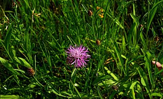 Statt einem Rohbau wächst auf dem Baugrundstück im Kreis Höxter nach wie vor nur Klee. - Symbolbild: Pixabay