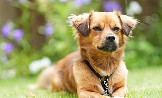 Klein, verschmust und selbstbewusst ist Charly. Und er hat ein kuschelig-weiches Fell. Chiwawa und Dackel könnten mit drin stecken, vermutet seine Besitzerin. - Peter Unger