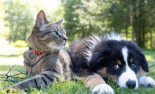 Für Katzen werden unter anderem Streichelpaten gesucht. - Unsplash (Symbolbild)