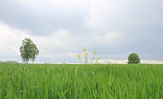Nur vorsichtig schiebt die Wintergerste derzeit ihre Ähren heraus – deutlich später als 2020. - David Schellenberg