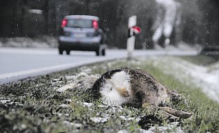 Ein nach einem Unfall auf der Bundesstraße 239 bei Höxter verendetes Reh. Am Montag meldete die Polizei allein neun Wildunfälle im Kreisgebiet. Symbolbild. - David Schellenberg