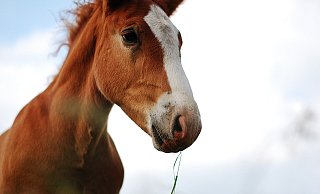 Ein drittes Pony konnte unverletzt eingefangen werden. - Symbolbild: Pixabay