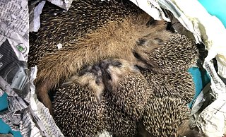 Ariane Friedrichs pflegt auch diese Igelmutter mit den sechs kleinen Babys. - Ariane Friedrichs