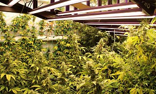 In der Plantage in Porta Westfalica entdeckten die Ermittler über 1.100 Pflanzen. - Polizei Minden-Lübbecke