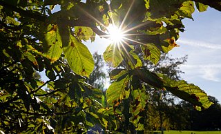 Der Oktober könnte in ganz Ostwestfalen-Lippe, wie hier im Bielefelder Nordpark, Rekordwerte erreichen. Für das "Brückentags-Wochenende" werden spätsommerliche Temperaturen erwartet. - Oliver Krato