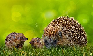 Igel haben im Sommer einen hohen Wasserbedarf und freuen sich über eine Schale frisches Wasser. - Pixabay