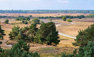 Die einzigartige Sennelandschaft, hier ein Blick vom Beobachtungsturm der Schießbahn L, ist für Passanten zumeist geschlossen. Bei geöffneten Durchfahrtsstraßen dürfen Autos und Menschen diese aus Sicherheitsgründen nicht verlassen. Jede Menge gefährlicher Munitionsreste liegen in den Flächen verborgen. - Ralph Meyer