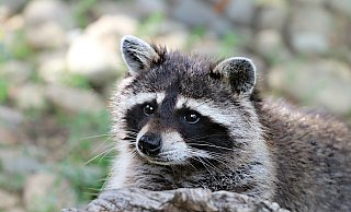 Ein Waschbär hat einen Spaziergänger und seinen Hund im Doberg attackiert. Nun suchen Jäger nach dem Tier, das möglicherweise krank sein könnte. - Symbolbild: Pixabay