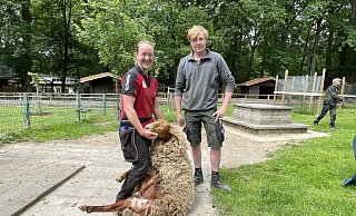 Karolin Bünting aus Bad Salzuflen kümmert sich bereits zum vierten Mal darum, dass die Schafe im Tierpark Herford ihre dicke Wolle loswerden. Lukas Schweble, der gerade seine Einstiegsqualifizierung für die Ausbildung als Tierpfleger hier ableistet, hilft ihr. - Natalie Gottwald