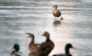 Im Februar musste die Feuerwehr eine Ente aus dem zugefrorenen See befreien. - Patrick Menzel/Symbolfoto