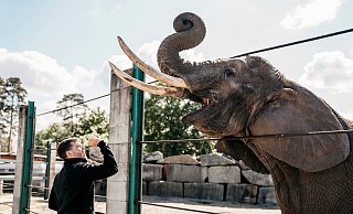 Das Archivfoto zeigt den Zoologischen Direktor des Safarilandes Stukenbrocl, Markus Köchling, mit Elefantenkuh Didi, die jetzt schwer erkrankt ist. - Safariland