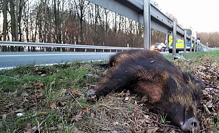 Wie auf diesem Symbolfoto starben auch auf der Autobahn 2 bei Bielefeld vier Wildschweine. - Symbolfoto: David Schellenberg