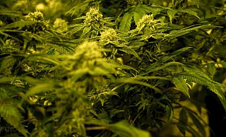 Wenn es nach der Bundesregierung geht, soll der Besitz von bis zu 25 Gramm Cannabis bald legal sein. - David Pichler