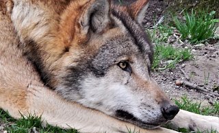 Seit Jahrzehnten leben im Tierpark Sababurg Wölfe in einem Gehege. Das Rudel gehört zu den Attraktionen des Parks. (Symbolbild) - Simone Flörke