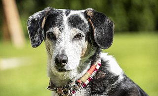Elli (13) hat einen besonderen Job: Feel-Good-Managerin. Ihr Markenzeichen ist ein gepunktetes und ein schwarzes Ohr. - Jörg Dieckmann