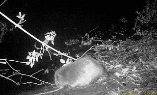 Erwischt: Eine Kamera der Biologischen Station filmt 2015 einen Biber. Nun wurde ein toter Nager gefunden, dem das Wetter zum Verhängnis geworden sein könnte. - Biologische Station Ravensberg